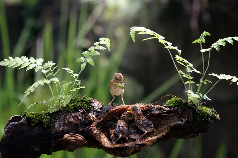 biodiversidad